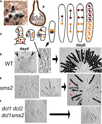 RNAi-Related Dicer and Argonaute Proteins Play Critical Roles for Meiocyte Formation, Chromosome-Axes Lengths and Crossover Patterning in the Fungus Sordaria macrospora